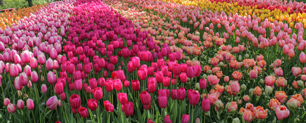 Various pink tulips
