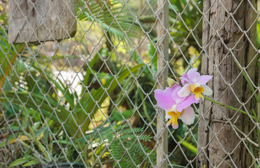 Beautiful orchid in the garden.