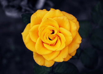 Rose after the rain close-up at the green grass background