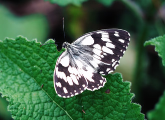 Butterfly galathea melanargia at the green grass cute
