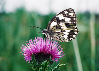 Butterfly galathea melanargia at the green grass cute