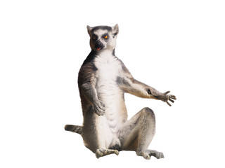 Lemur at the sun full size close-up isolated at white © Sergii Mironenko