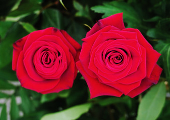 Rose red after the rain close up at green grass