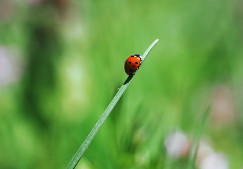 Ladybug at the green grass