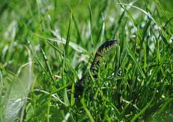Snake at the green grass