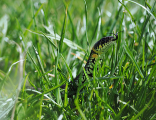 Snake at the green grass