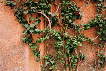 Green tree plant along orange wall