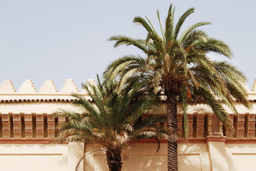 Classic moroccan architecture, wall with palm tree - 183569379