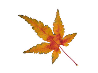 紅葉したカエデの葉