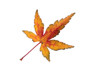 紅葉したカエデの葉