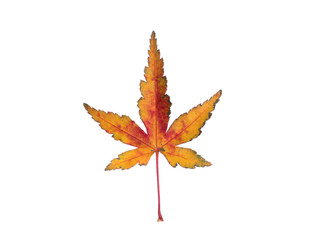 紅葉したカエデの葉