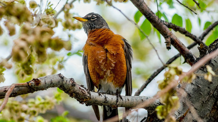 Robin in Tree Searching Widescreen