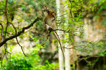 Monkey on the tree.