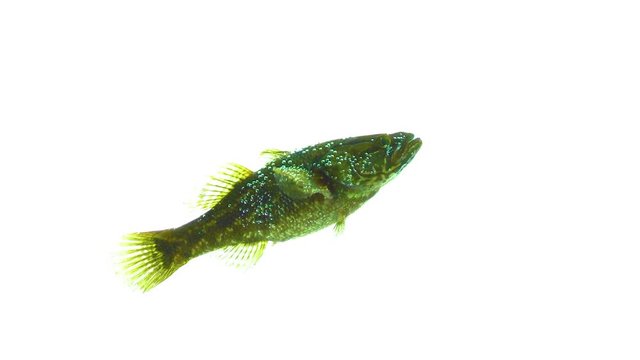 green fish on an isolated white background
