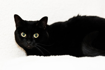 Black Cat on White Blanket Looking at Camera
