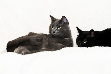 Grey and Black Cat on White Blanket Looking Right