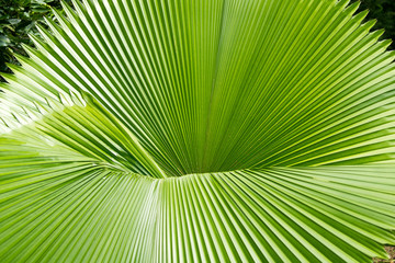 Fototapeta premium Tree branches and leaves are green on a white background.