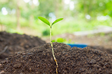 Forest trees on the forest.