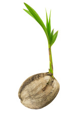 Fototapeta premium sprout coconut tree on white background