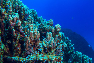 Corals on blue water background in Red sea