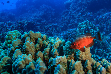Underwater reef with blue water background