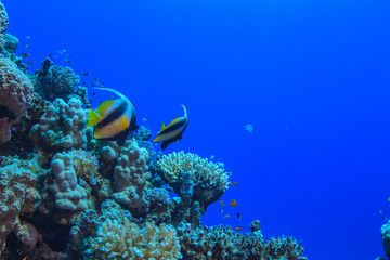 Fototapeta na wymiar Underwater wildlife, coral reef with bannerfhish against blue water in Red sea, aquatic postcard with copyspace