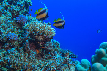 Underwater coral world with two bannerfish against blue water in Red sea