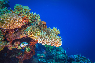 Colorful coral in blue water of Red sea