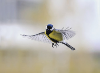  bird the titmouse flies against the bright Sunny sky widely waving wings and feathers