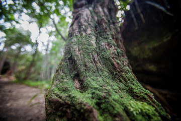 Tree root with mos