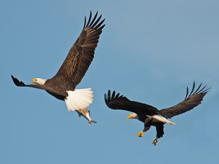 Bald Eagles in Flight Battling