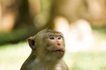 Monkey sitting trifle.