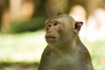 Monkey sitting trifle.