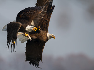 Bald Eagles in Flight Battling