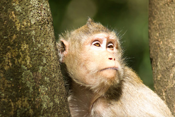 Monkey sitting trifle.