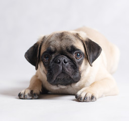 Fototapeta premium Liitle creamy pug lies on the floor in the studio white isolated