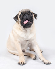 Obraz premium Liitle creamy pug sits on the floor stuck out his tongue in the studio white isolated