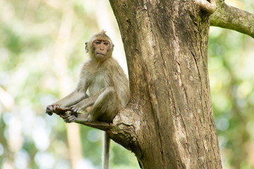 Monkey sitting trifle.