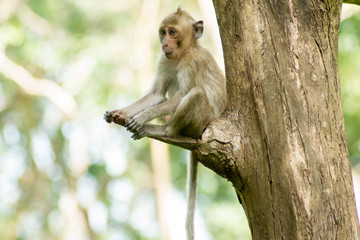 Monkey sitting trifle.