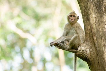 Monkey sitting trifle.