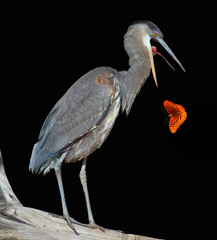 Great Blue Heron Bird Isolated on Black with a Butterfly
