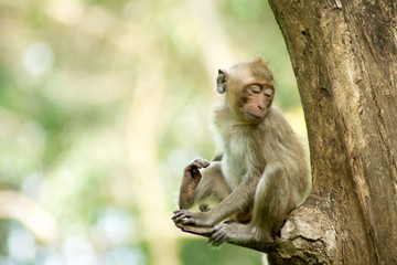 Monkey sitting trifle.
