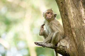 Monkey sitting trifle.