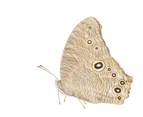 Isolated common evening brown butterfly ( Linnaeus Melanitis ) on white