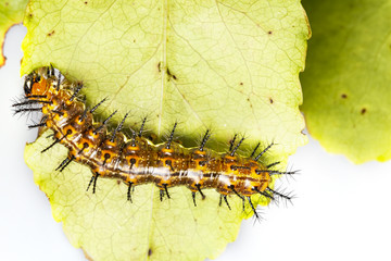 Caterpillar of Common leopard butterfly ( Phalanta ) eating host plant leaf