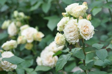 薔薇