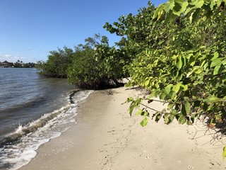 tropical trees on a secluded beach