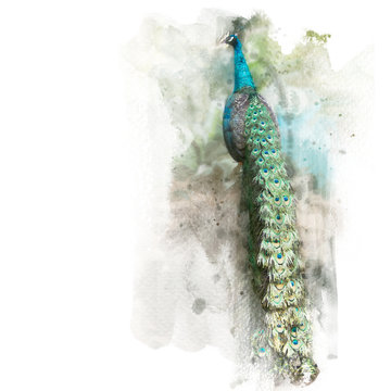 The beautiful green peafowl show its tail. Watercolor painting (retouch).