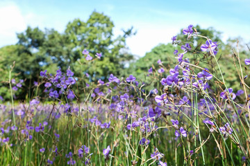 Fototapeta premium Beautiful purple flowers