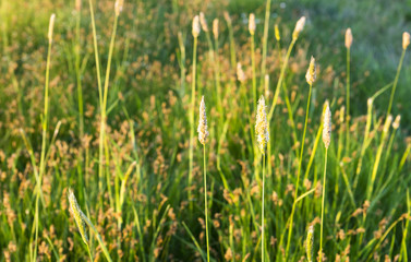 Grass in the water meadows at sunset